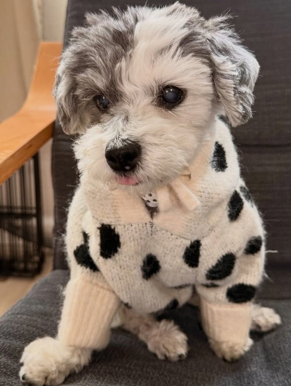 FURB Venice Ivory + Black Polka Dot Dog Hoodie Size Small NWT Luxury Cute Fall